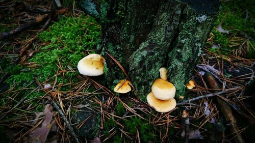 Close-up of mushroom growing in forest