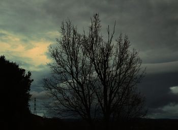 Tree against sky at sunset