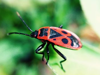 Close-up of insect on red leaf