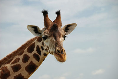 Low angle view of giraffe against clear sky