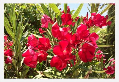 Close-up of pink flowers