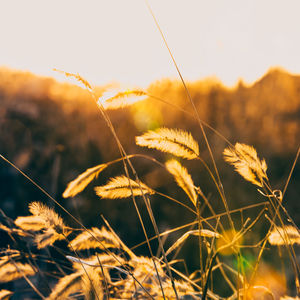 Close-up of grass against sky