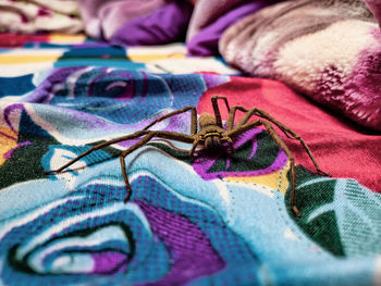 Full frame shot of multi colored cat on bed