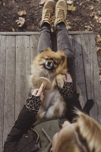 Directly above view of woman brushing pomeranian lying on lap at park