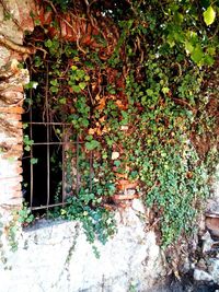 Ivy growing on tree