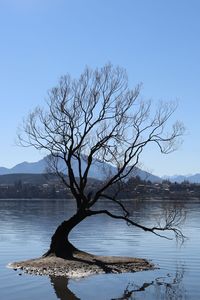 Bare tree by lake against clear sky