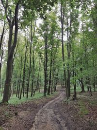 Trees growing in forest