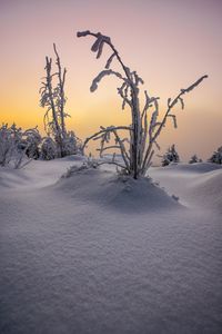 Bare tree on snow covered landscape