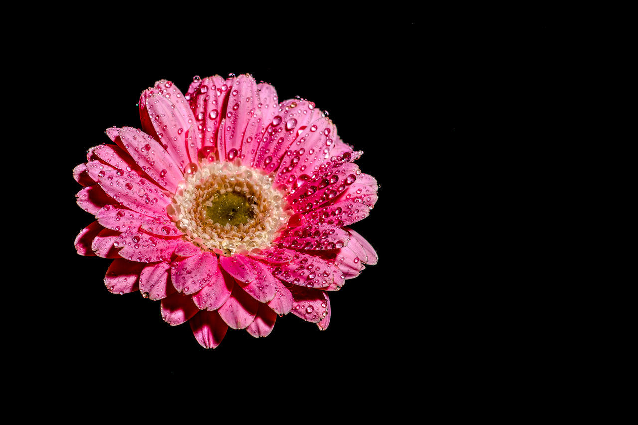 CLOSE-UP OF PINK FLOWER