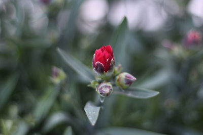 Close-up of red flower blooming outdoors