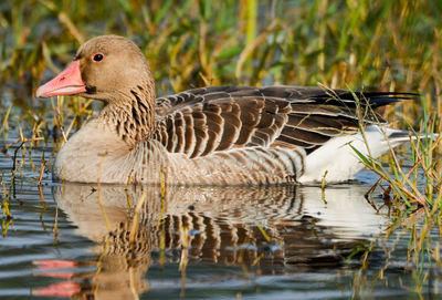 Duck swimming in lake