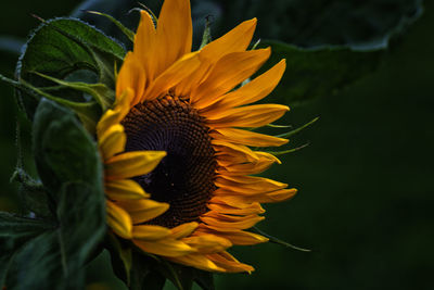 Close-up of sunflower