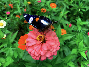 Close-up of butterfly pollinating on flower