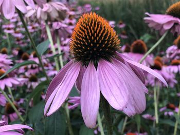 Close-up of pink flower blooming in park