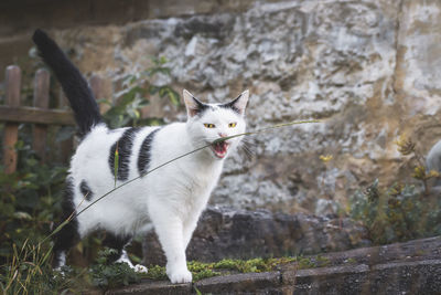 Portrait of white cat standing outdoors