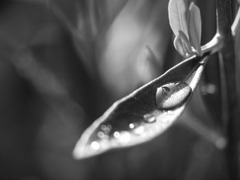 Close-up of wet flower