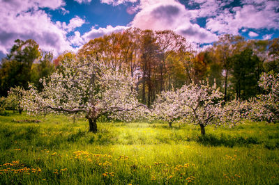 Trees on field against cloudy sky