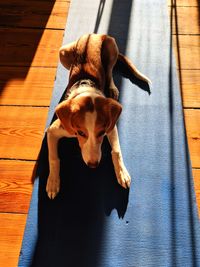 High angle portrait of dog sitting on hardwood floor