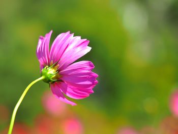 Close-up of pink flower