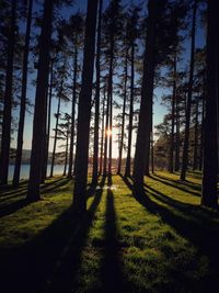 Trees in forest