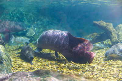 Fish swimming in sea