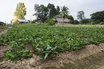 Plants growing on field