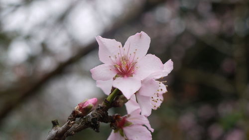 Close-up of pink flowers