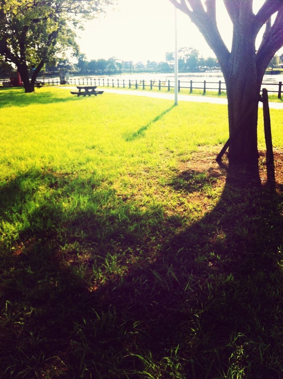 grass, tree, green color, grassy, park - man made space, field, growth, sunlight, tranquility, tree trunk, fence, lawn, nature, built structure, landscape, park, architecture, shadow, tranquil scene, day