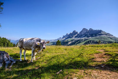 Horses in a field