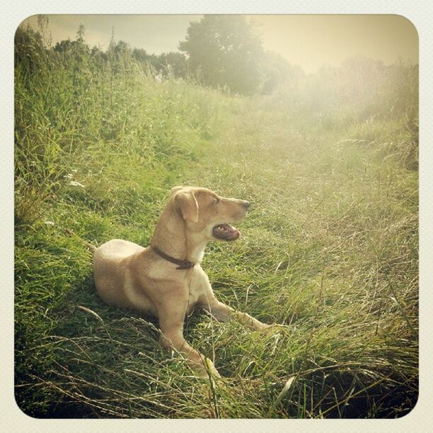 animal themes, domestic animals, mammal, transfer print, one animal, pets, grass, auto post production filter, dog, field, grassy, green color, nature, plant, growth, full length, standing, day, landscape, no people