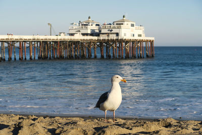 Seagull perching on beach against clear sky