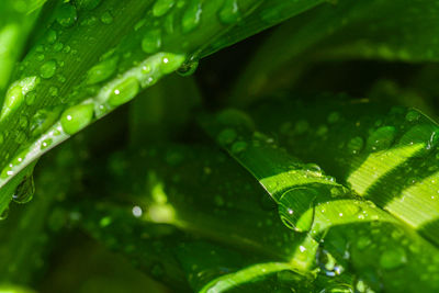Close-up of raindrops on leaves