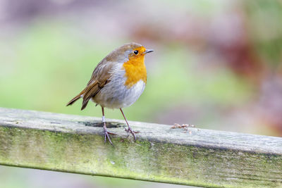 Close-up of bird perching outdoors