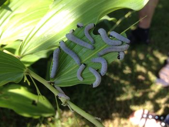 Close-up of green leaves on plant