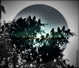 Low angle view of silhouette trees against sky