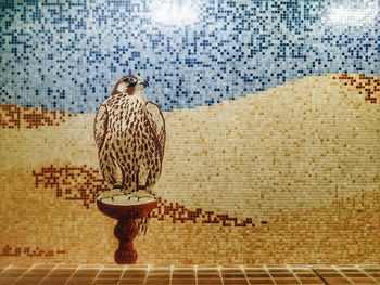 Close-up of owl perching on floor