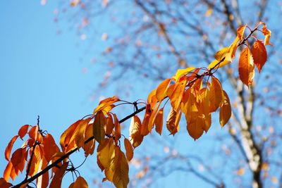 Low angle view of autumnal tree against sky