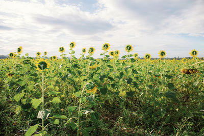 Scenic view of sunflower field against sky