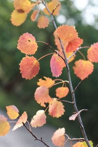 Close-up of leaves on tree