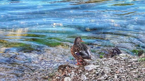 High angle view of bird in water