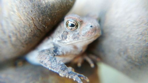 Close-up of lizard