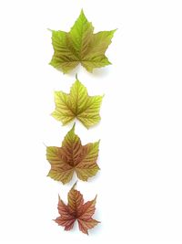 High angle view of leaves against white background