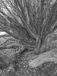 Full frame shot of trees on landscape