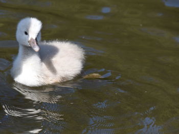 Swan swimming in lake