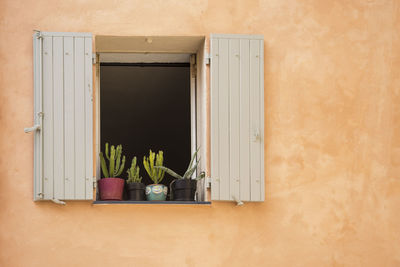 Potted plant on window sill