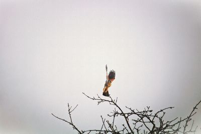 Low angle view of bird perching on branch against sky