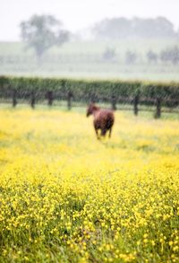 Crop growing in field