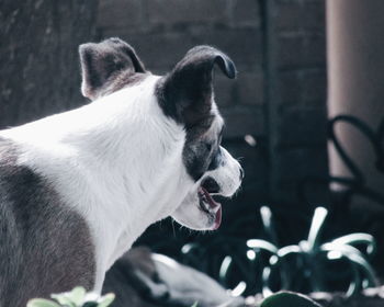 Close-up of dog outdoors