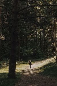 Man walking on footpath in forest