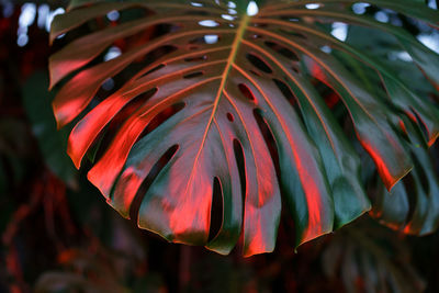 Tropical exotic plant green philodendron monstera leaf in dark tones and bright red neon light.